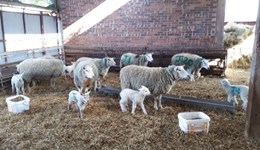 Orf vaccination in sheep